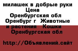 милашек в добрые руки › Цена ­ 10 - Оренбургская обл., Оренбург г. Животные и растения » Кошки   . Оренбургская обл.